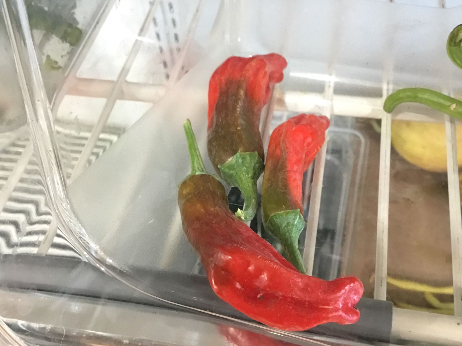 Fresh - Pepper, Dragon Roll