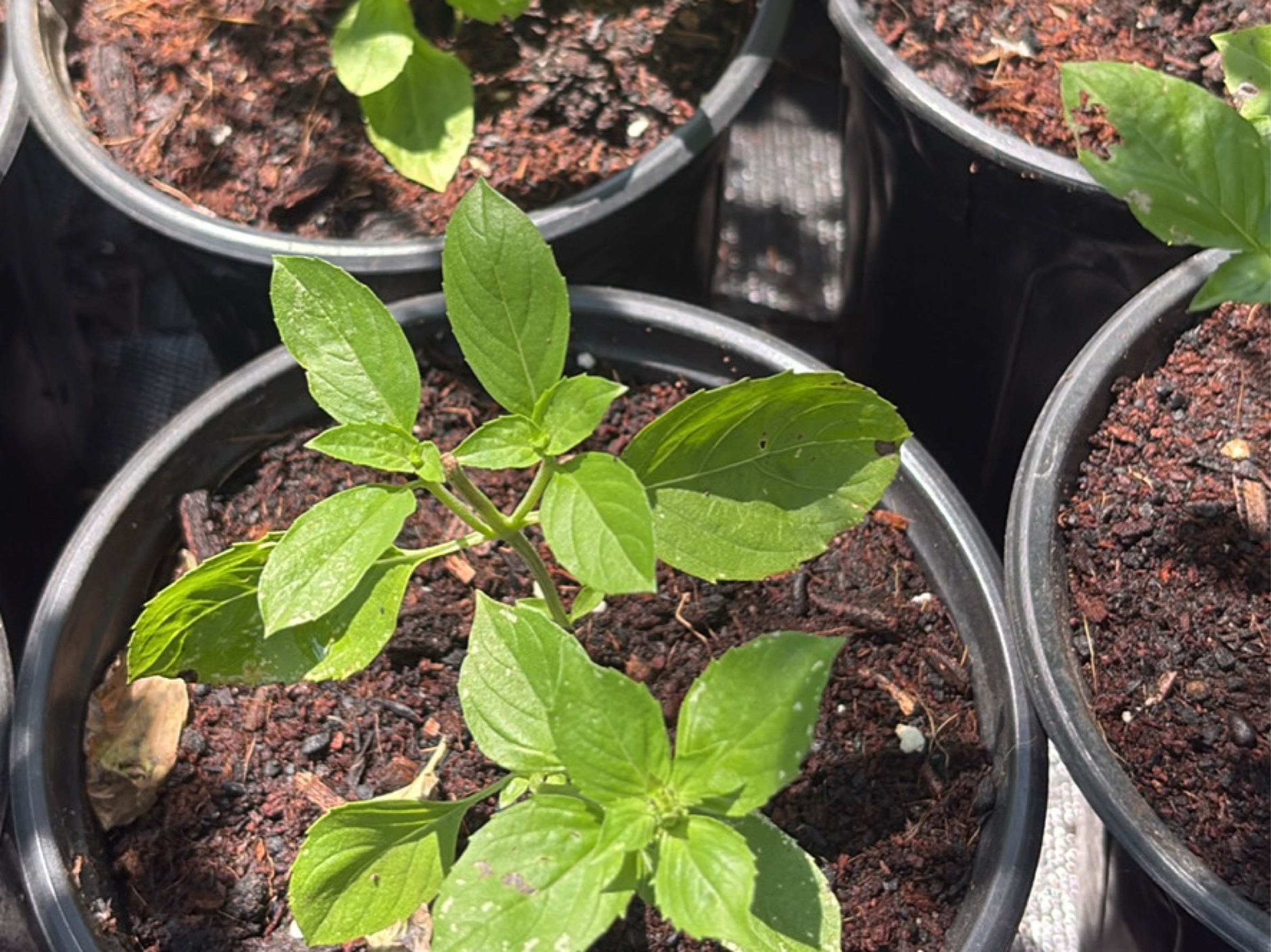 Thumbnail image 2 for Guyanese Basil, (Married Man Poke)