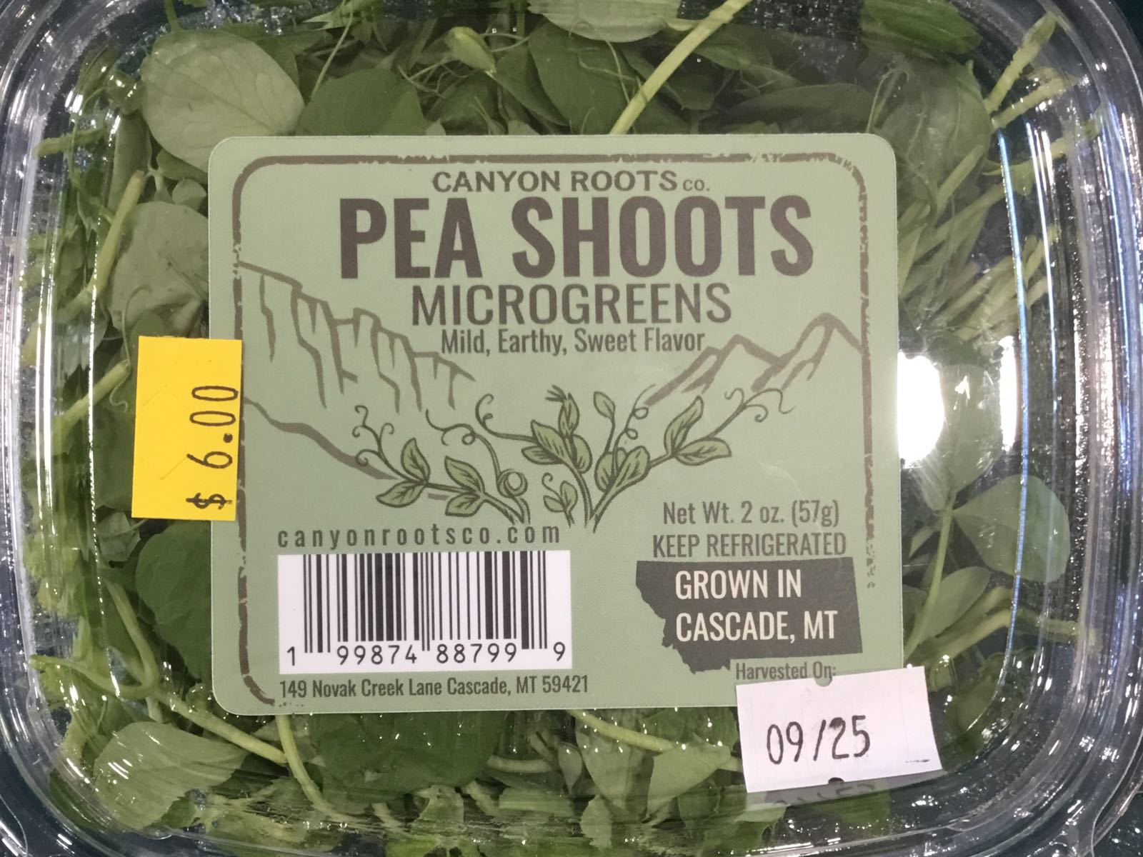 CRC - LAST CHANCE Pea Shoots Microgreens