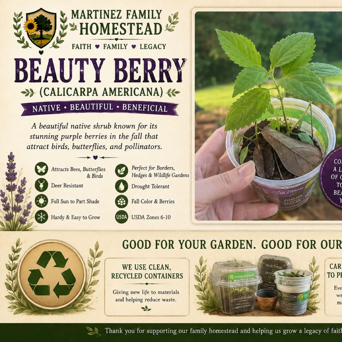 American Beauty Berry (Calicarpa Americana) MEDUM