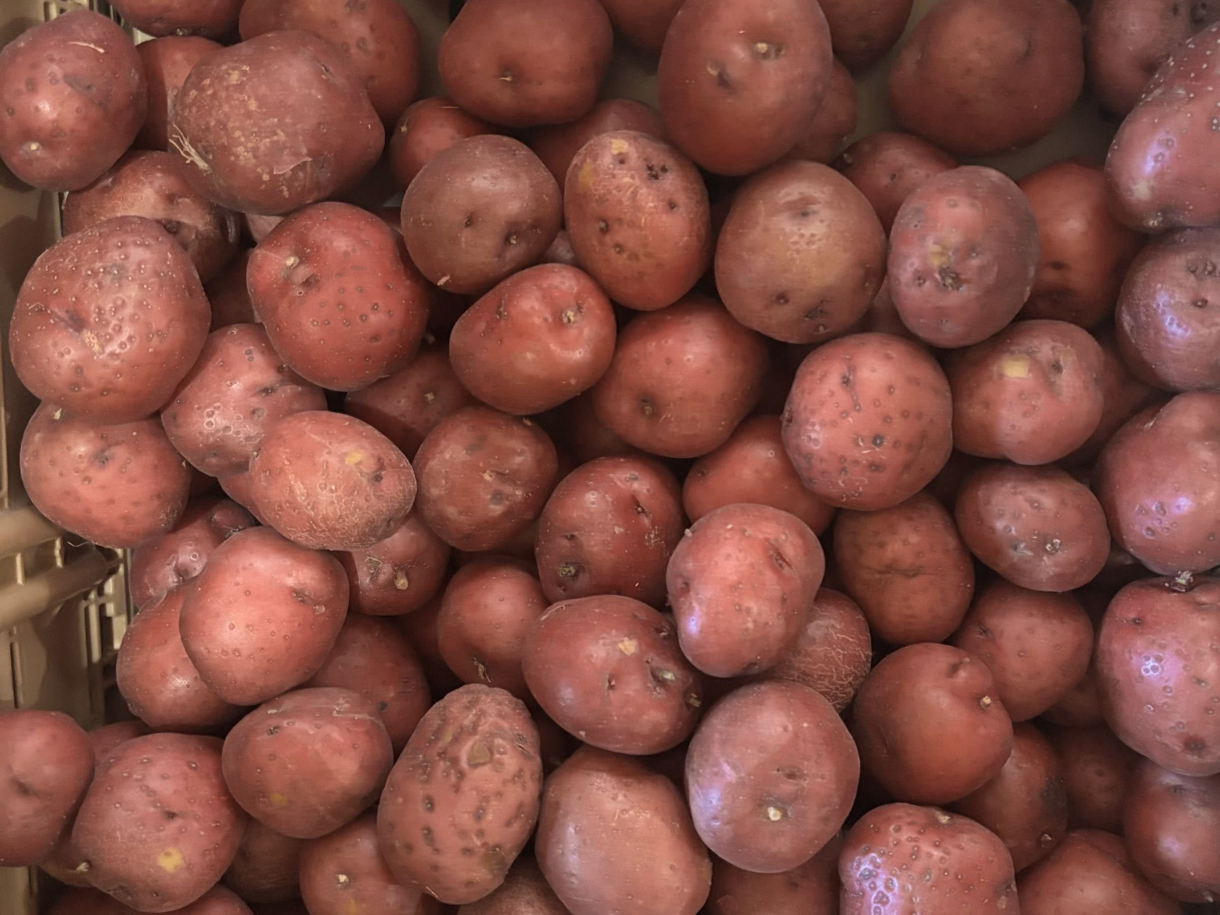 Red B potatoes