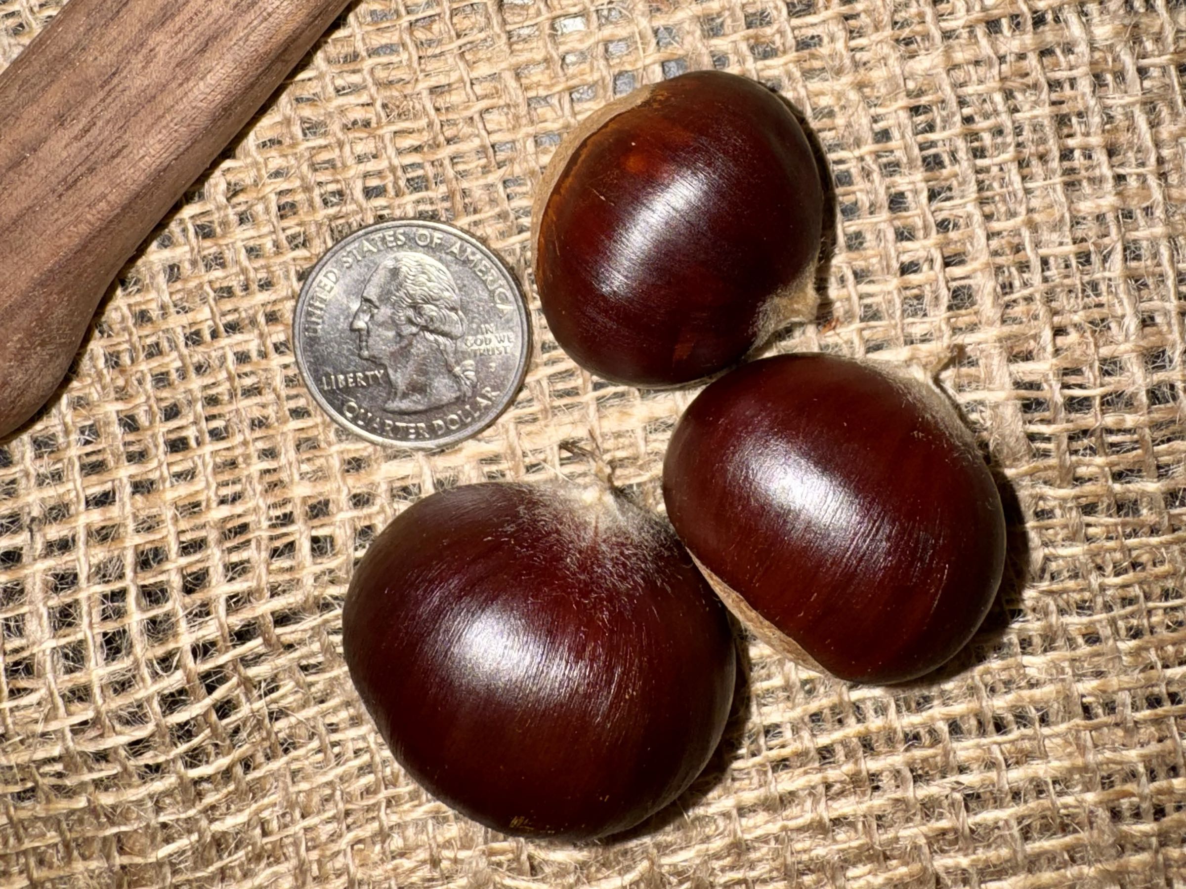 Thumbnail image 2 for Florida Fresh Chestnuts - Size Medium