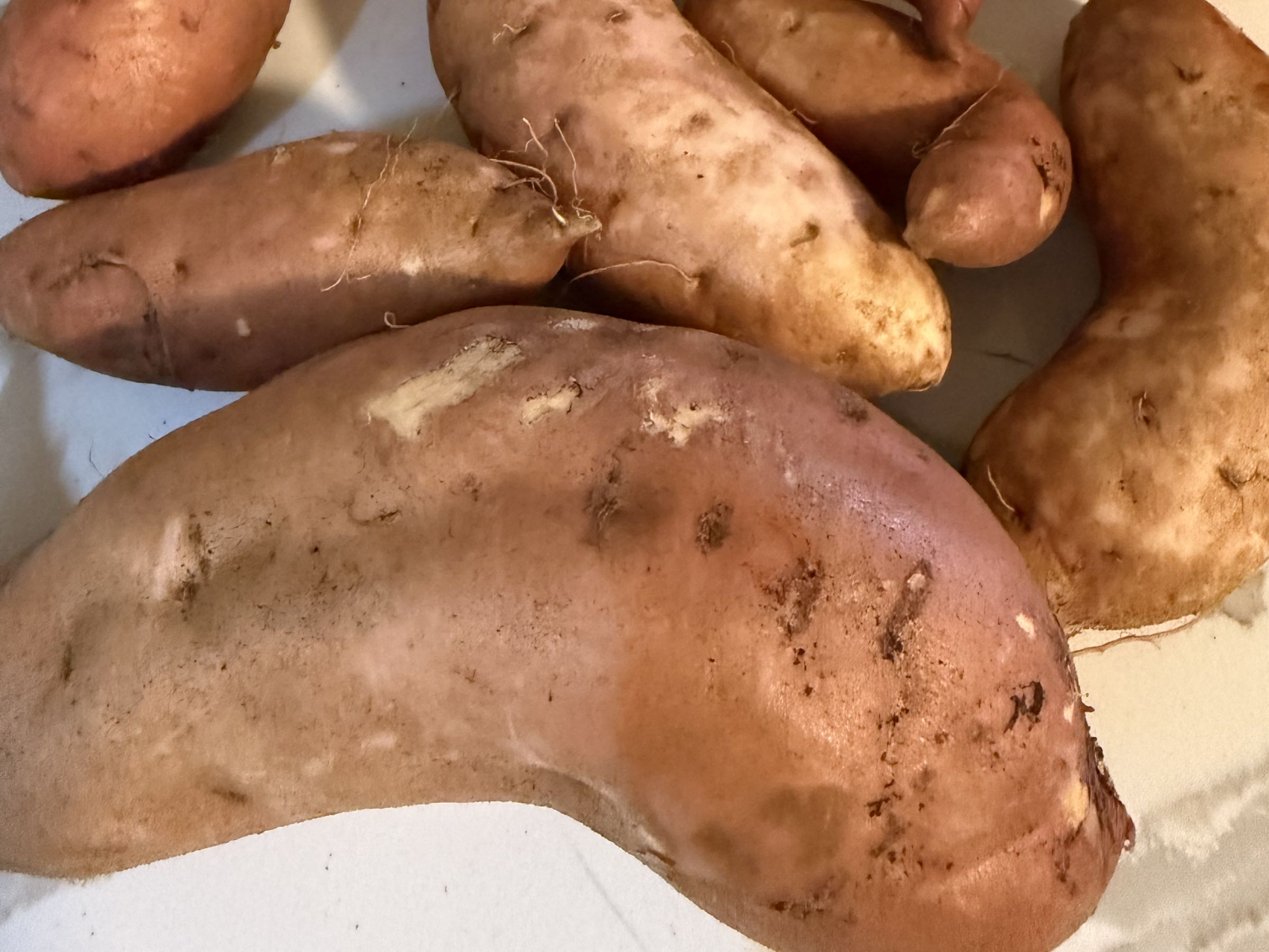 Thumbnail image 1 for Sweet Potatoes 