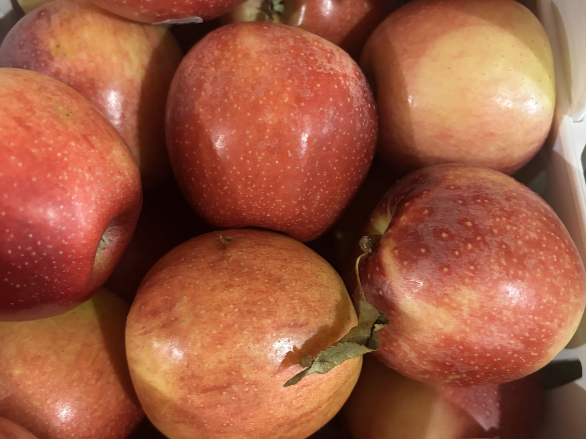 NC Mountain Gala Apples