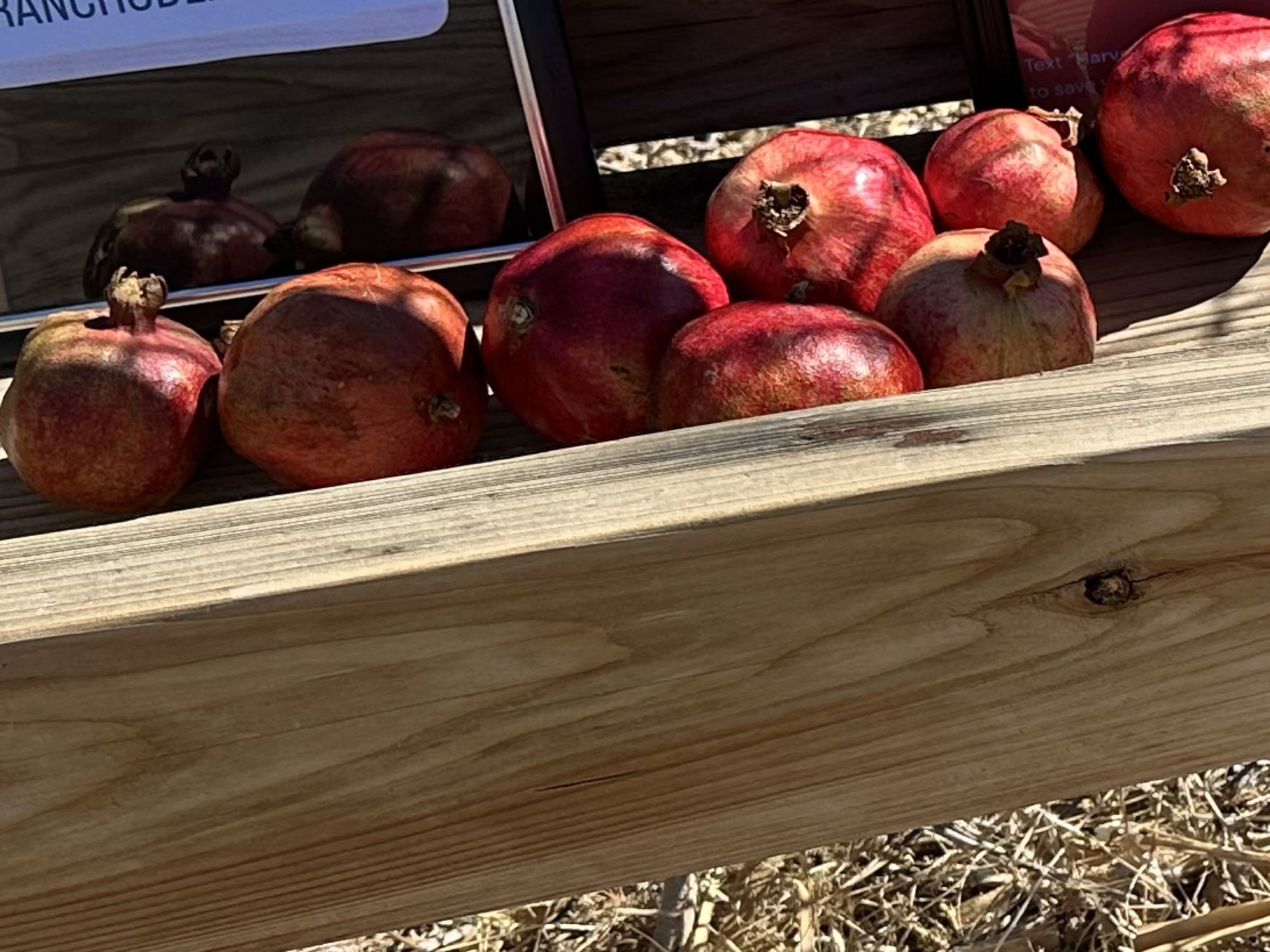 Thumbnail image 1 for Pomegranate 