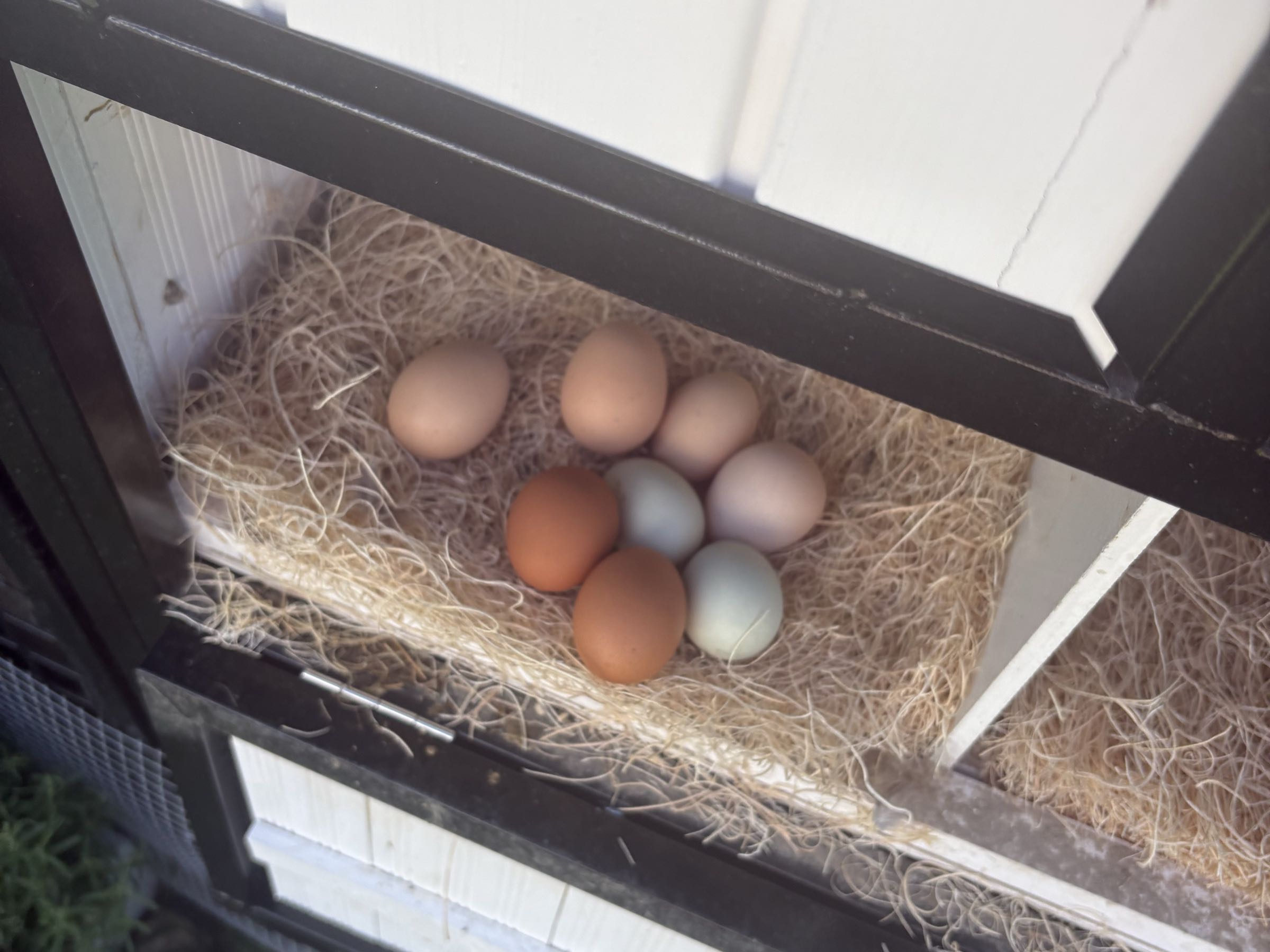 Eggs