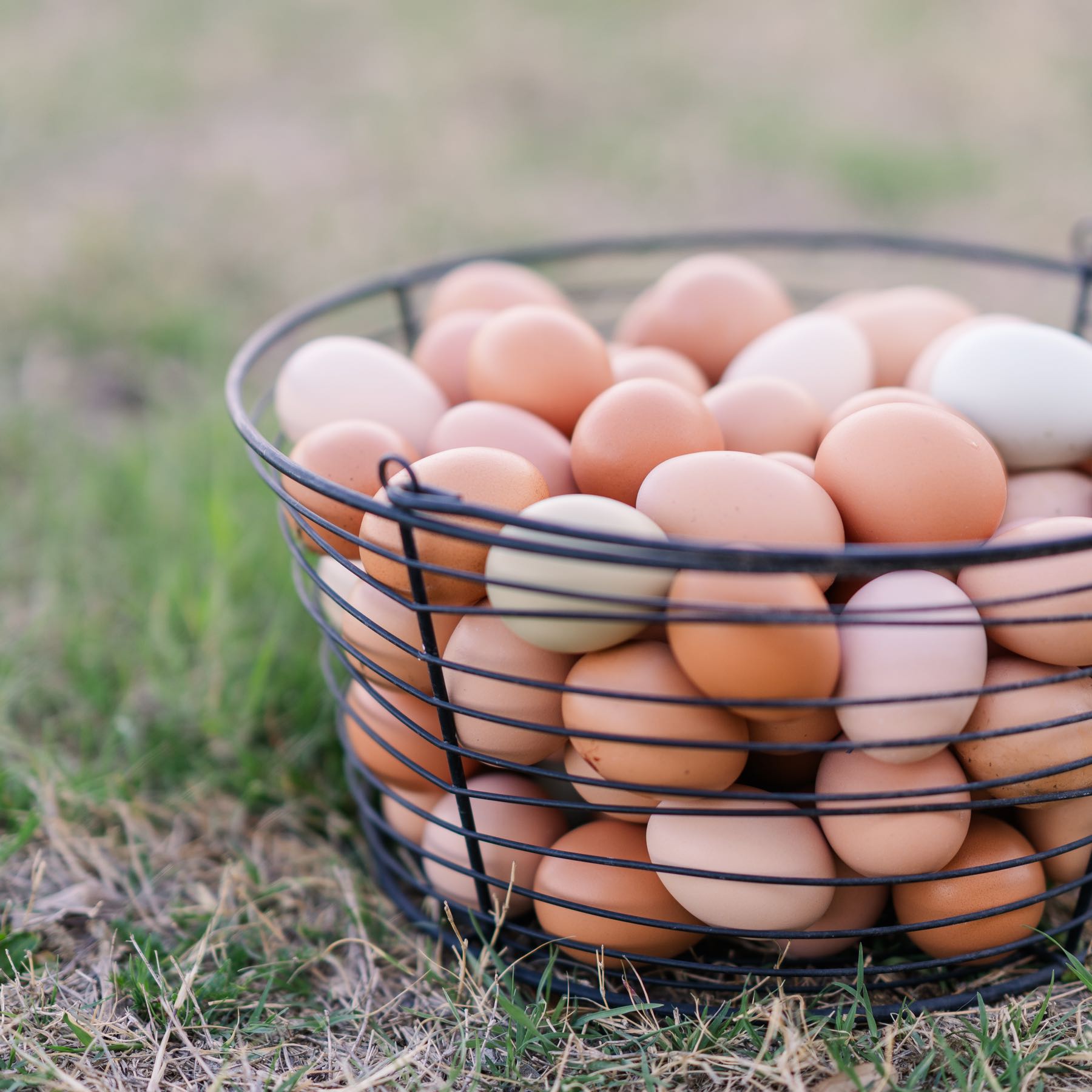 Eggs