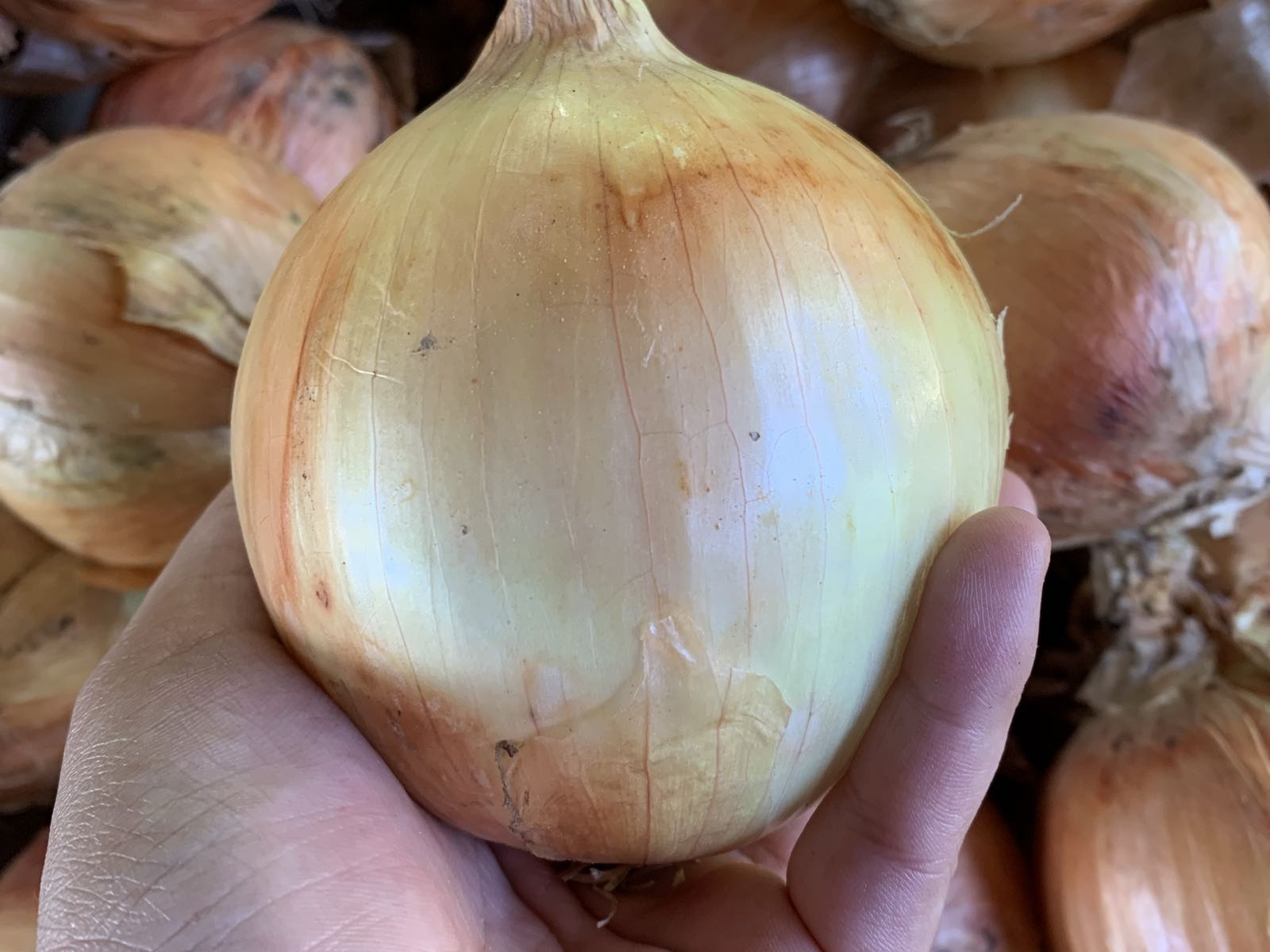 Sweet Yellow Candy onion
