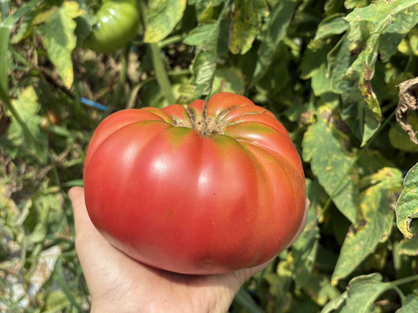 Abigail Tomato 