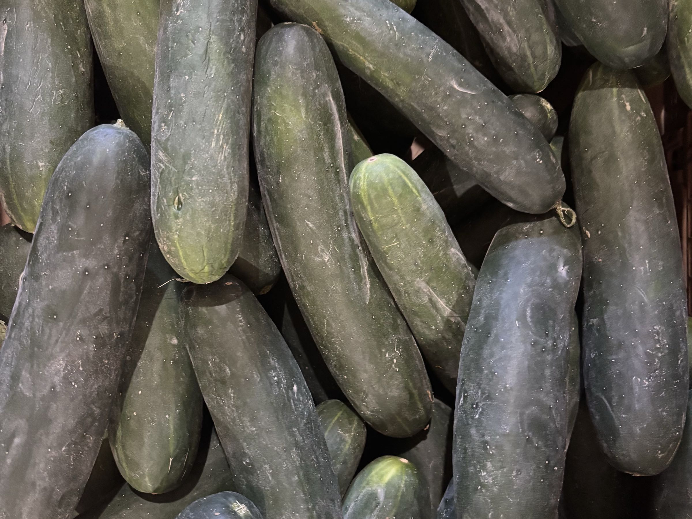 Long cucumbers