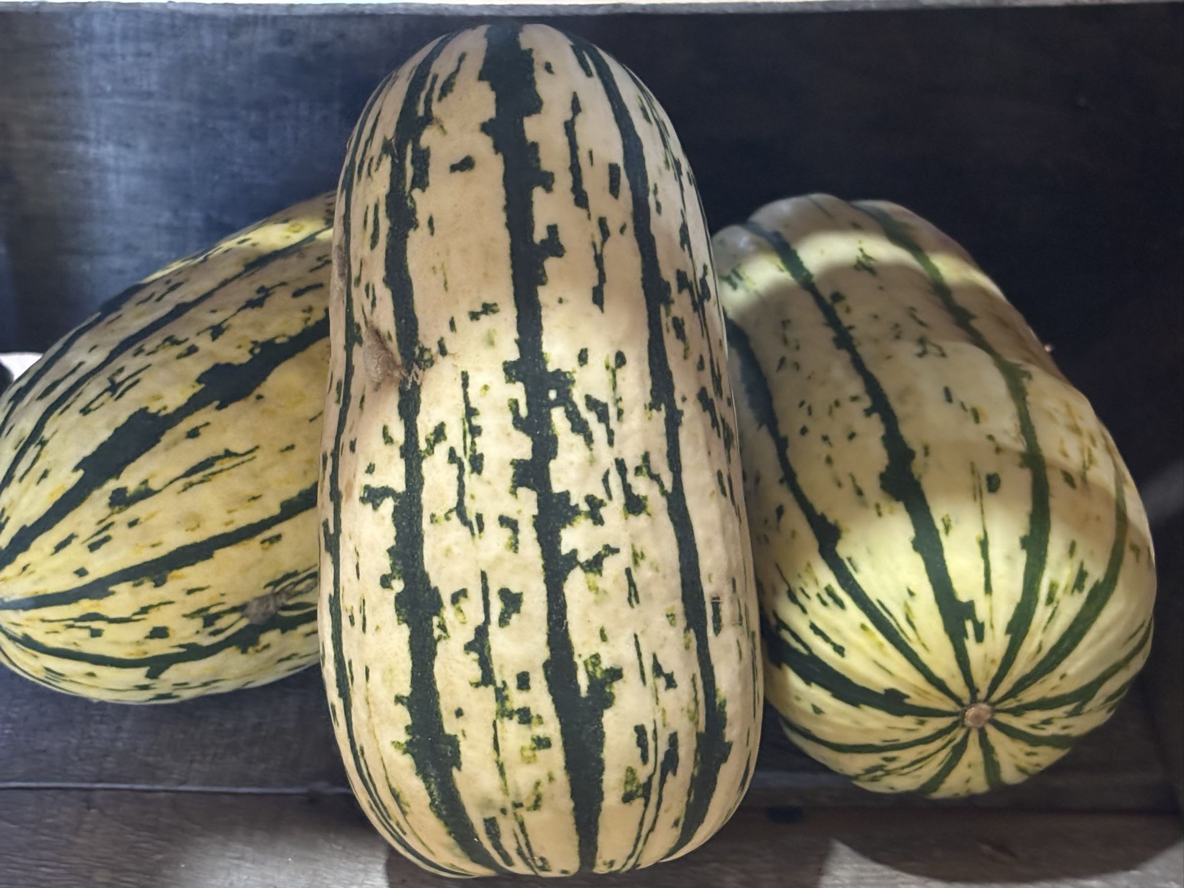 Thumbnail image 1 for Delicata Squash 