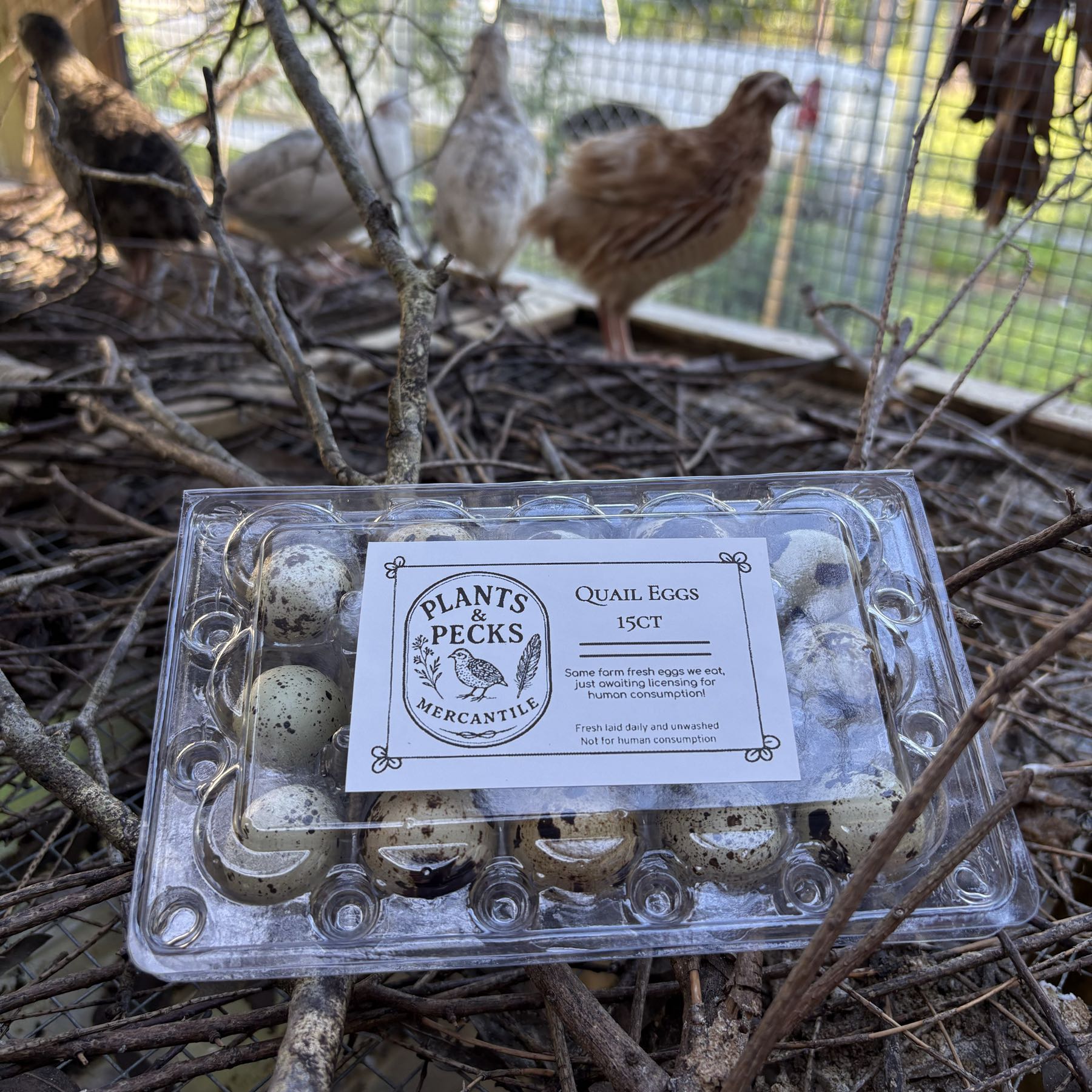 15 count Quail Eggs