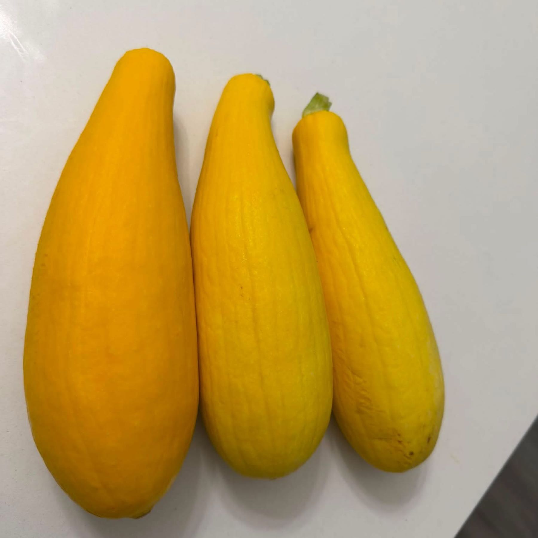 Yellow Squash