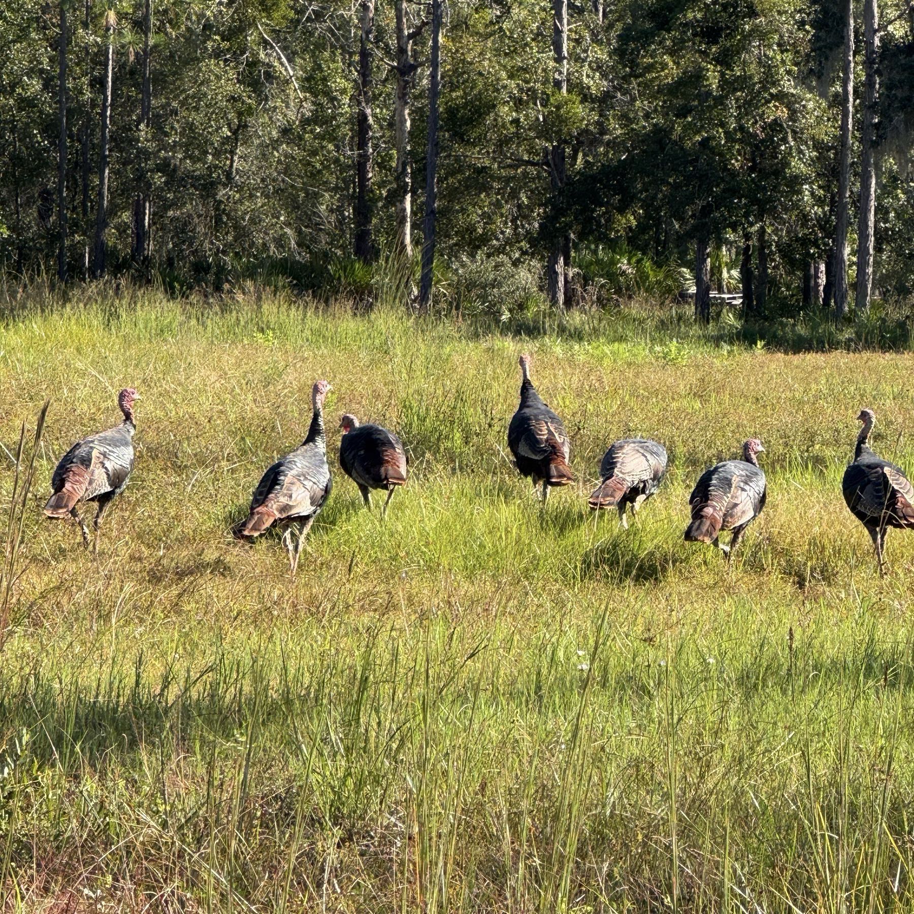 Thumbnail image 1 for Pasture Raised Turkeys