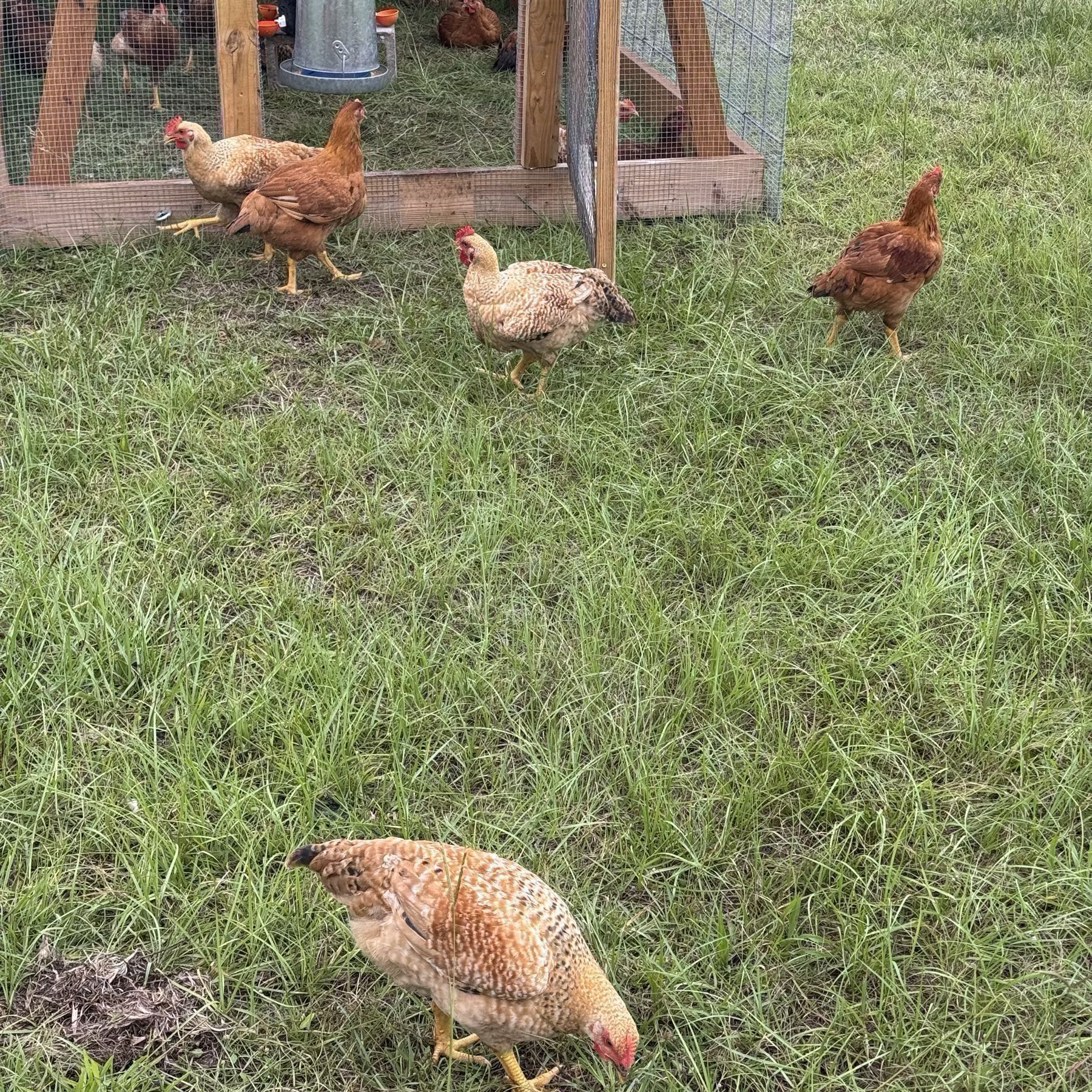 Pasture raised chicken