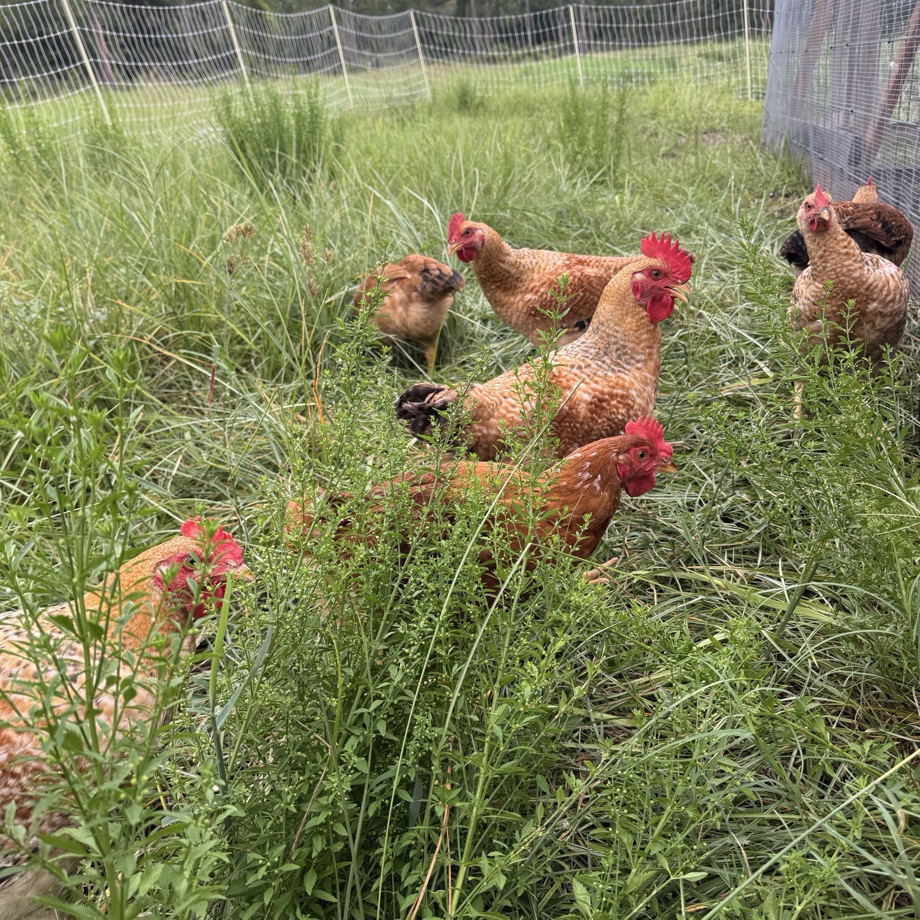 Pasture Raised chicken