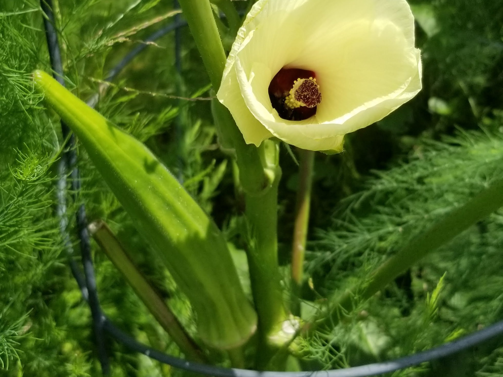 Okra