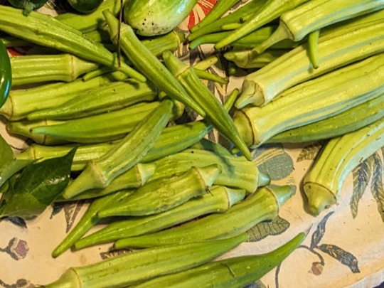 Thumbnail image 2 for Okra