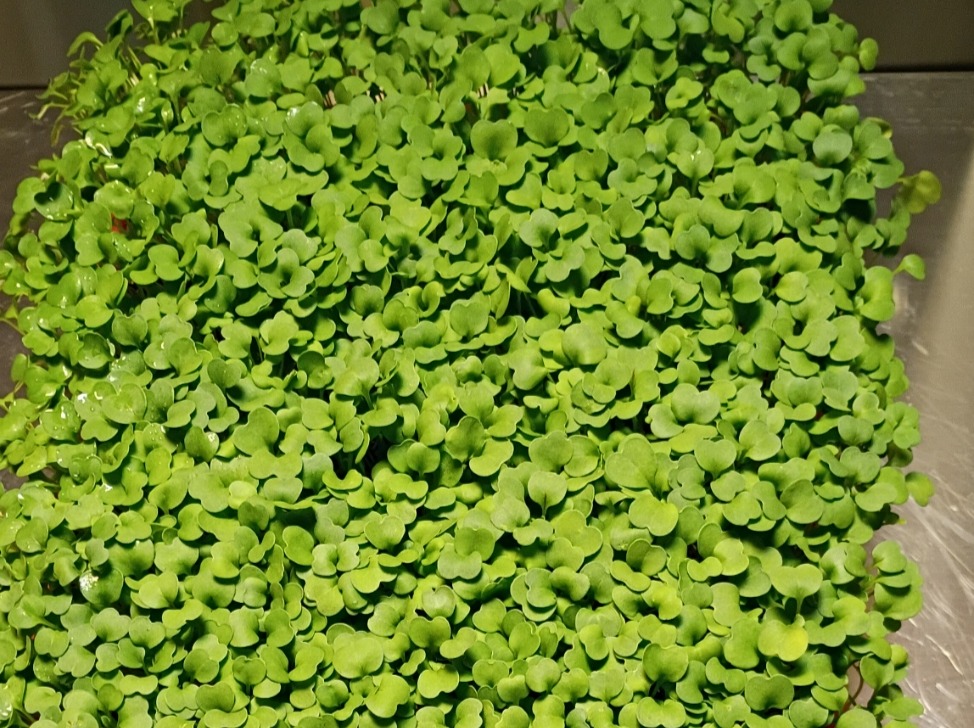 Thumbnail image 4 for Broccoli Microgreens 2 oz