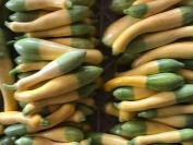 Zephyr Yellow Summer Squash 1.25 lb.
