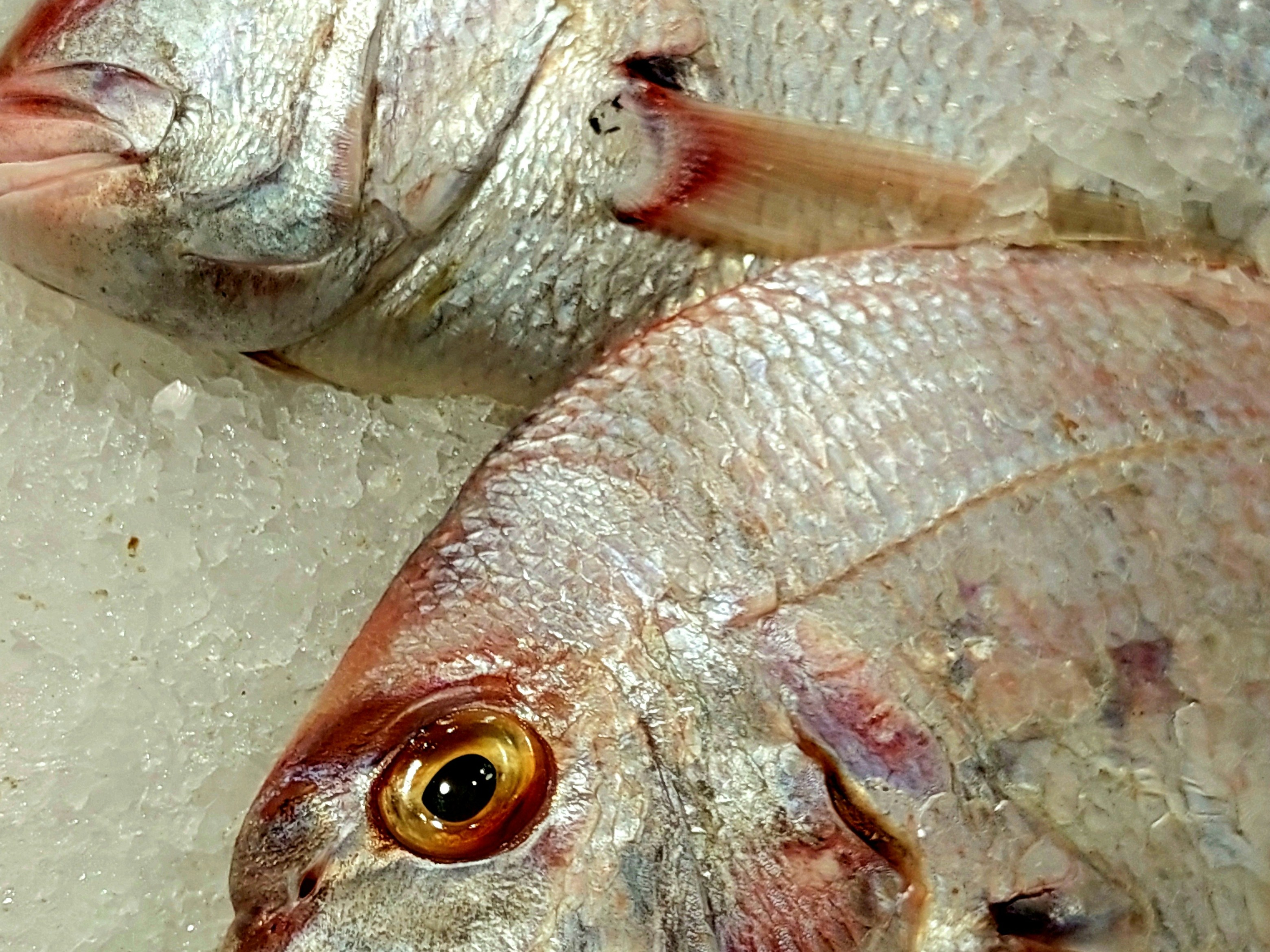 Fresh Wild Caught Gulf Red Snapper Fillet (skin on) (12.1oz - 16oz)