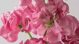 START - Stock - Rose Pink