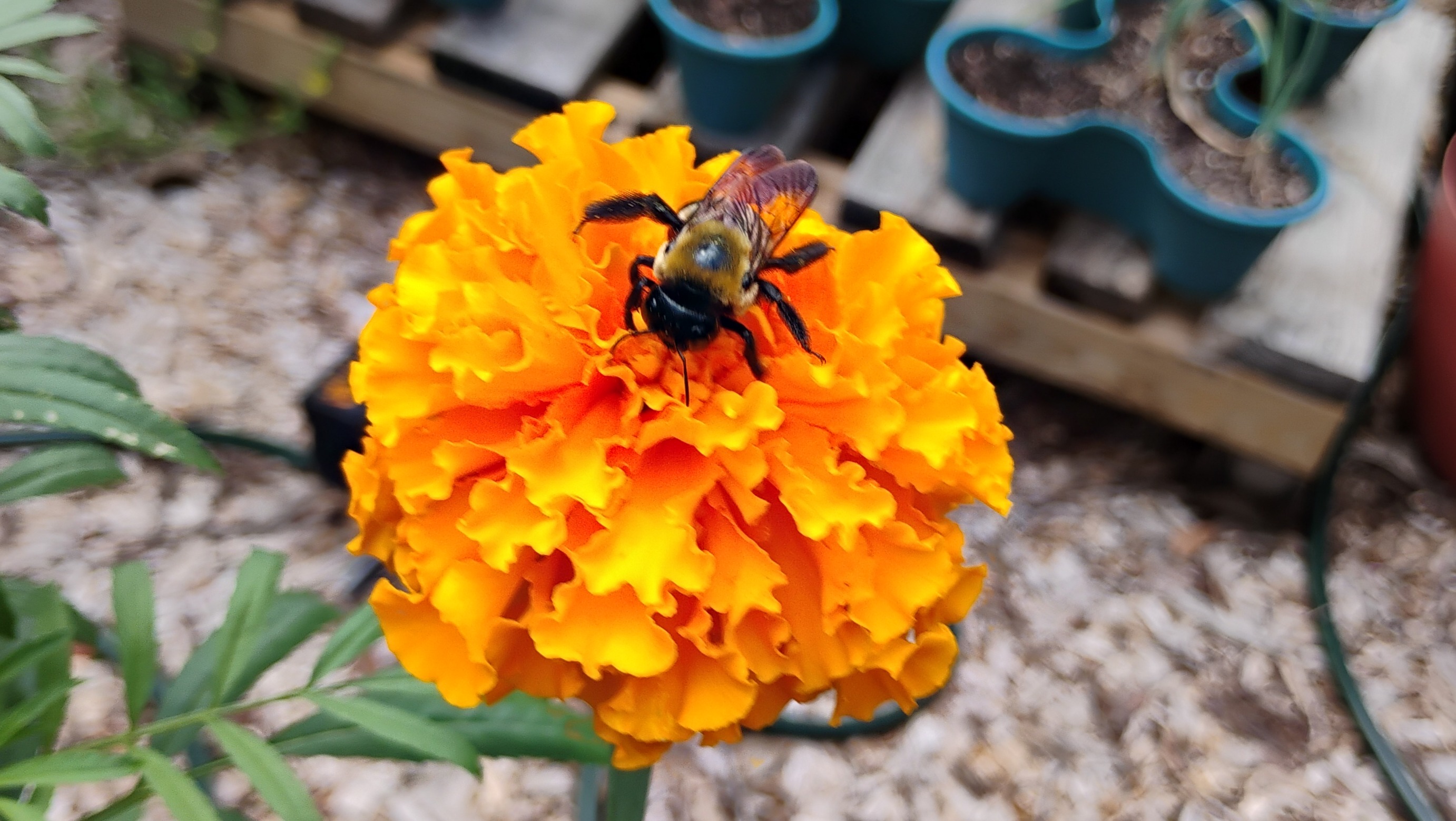 Marigold Seeds - Mixed Variety
