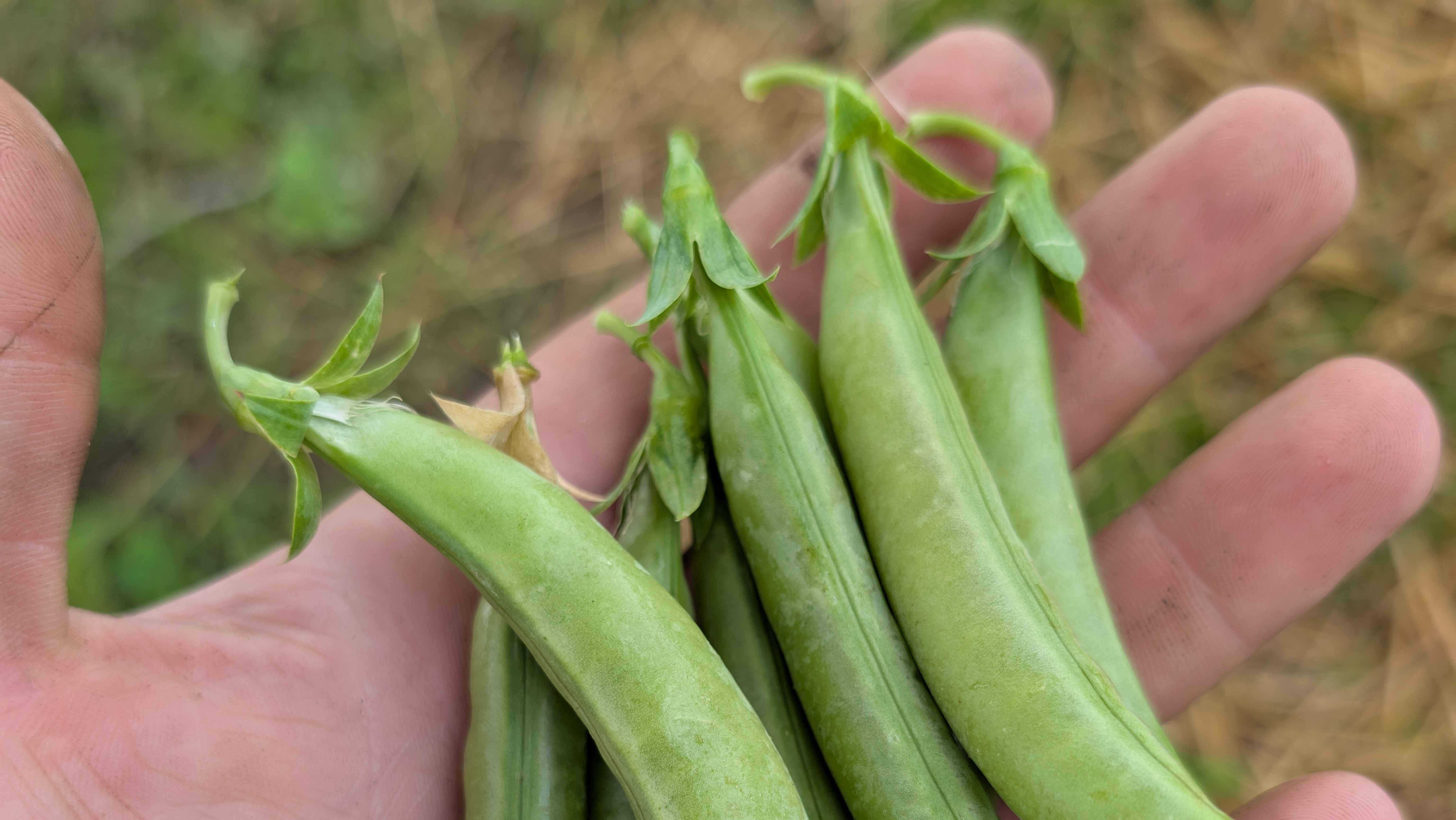 Sugar snap peas