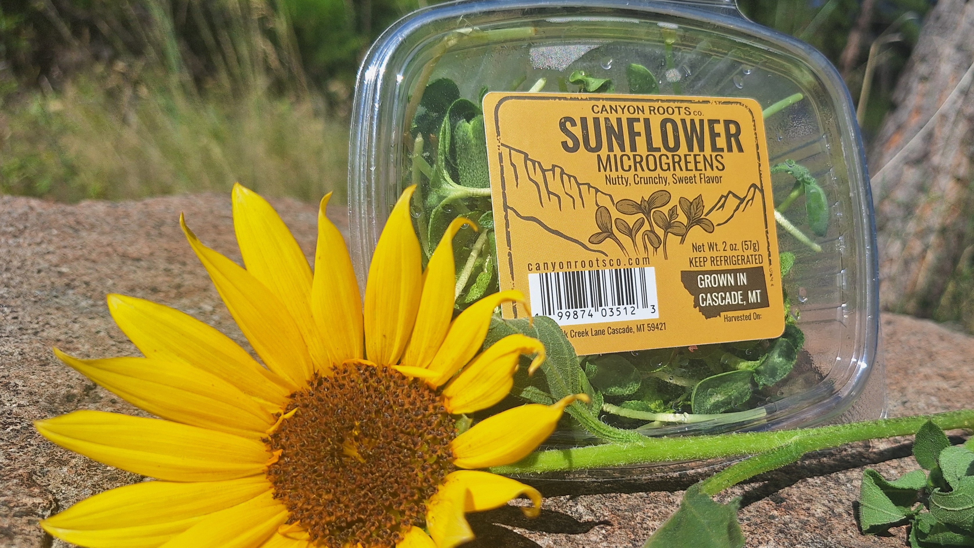 Thumbnail image 2 for Sunflower Microgreens - 2 Oz