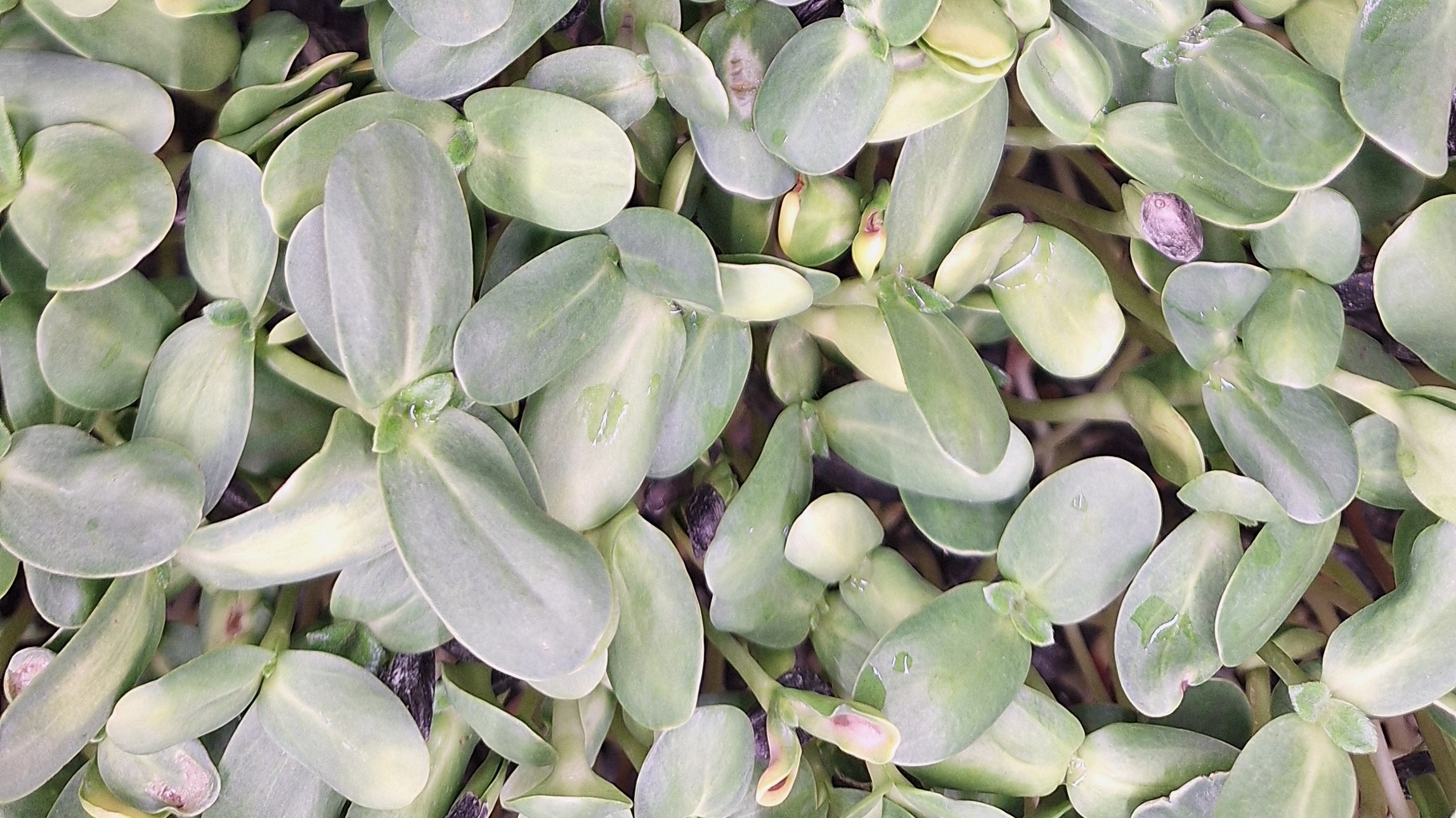 Sunflower Microgreens - 2 Oz