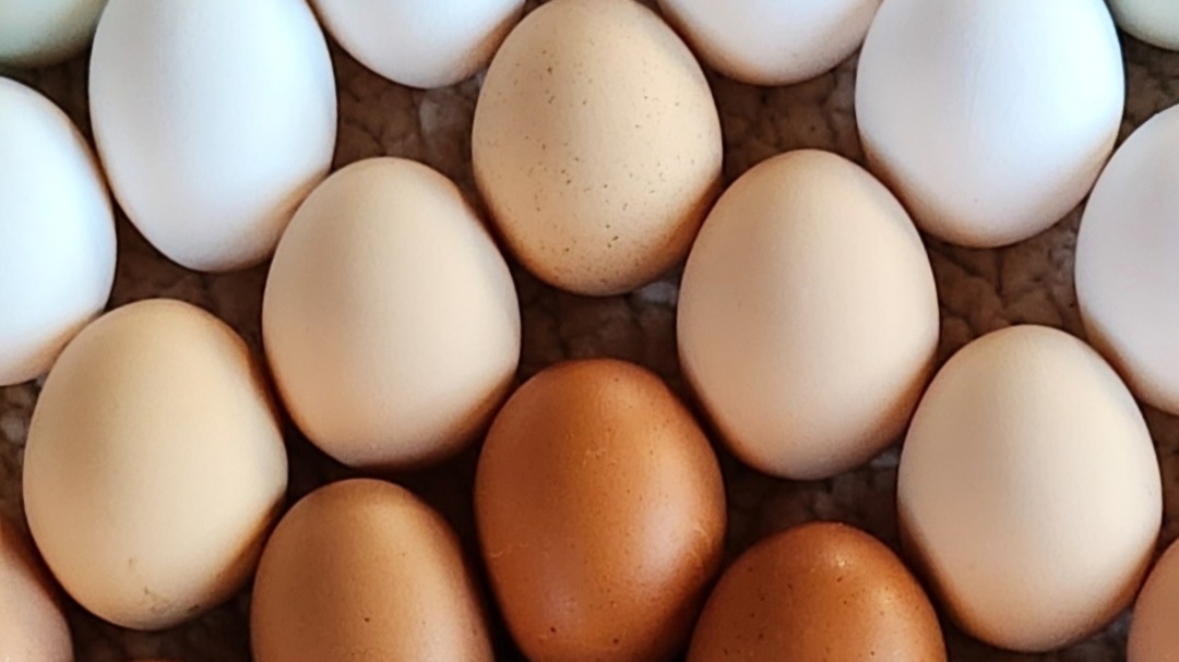 1 dz Eggs - Pasture-Raised Free-Range Organic Chicken eggs High Omega-3