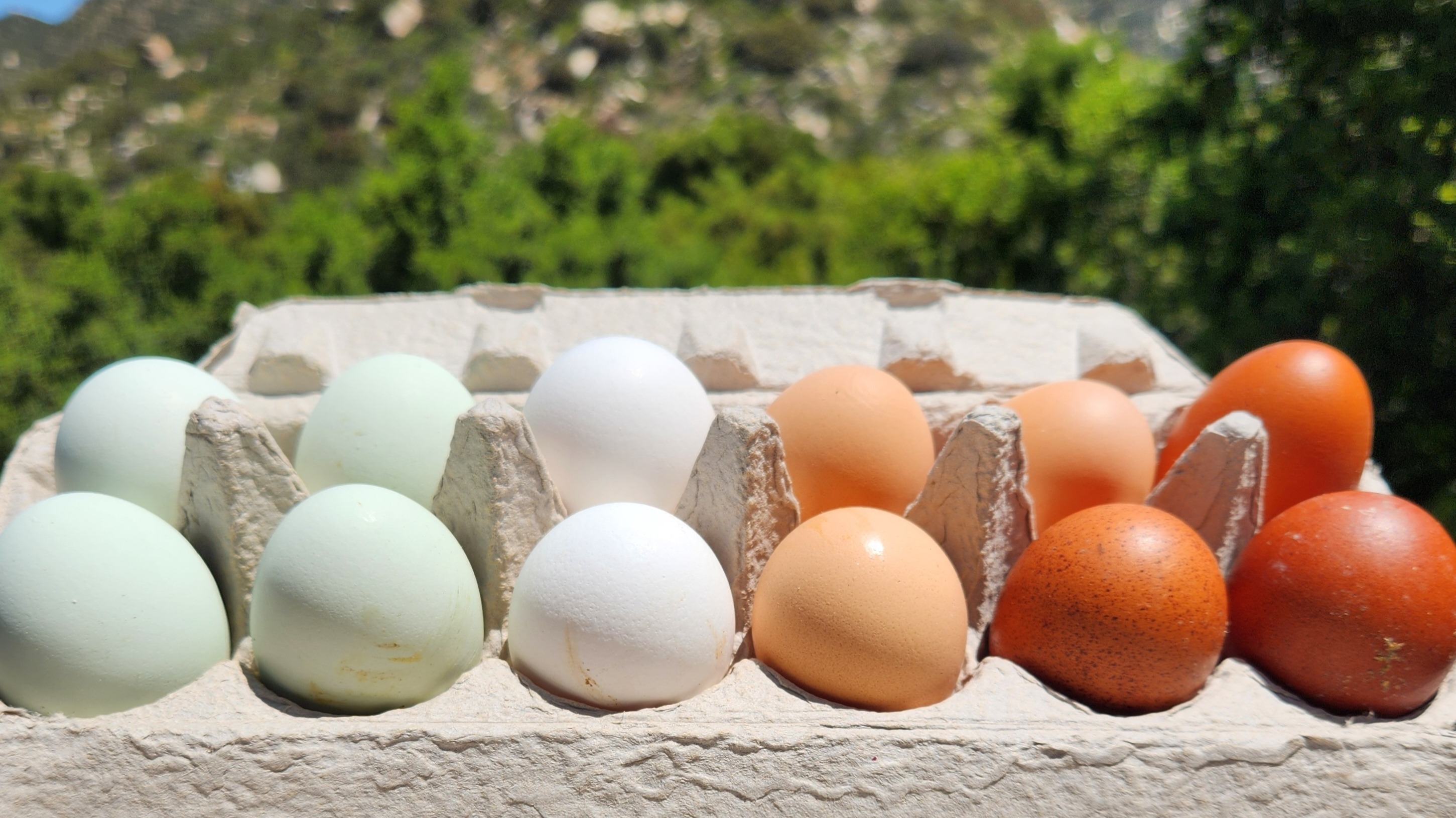 Thumbnail image 2 for 1 dz Eggs - Pasture-Raised Free-Range Organic Chicken eggs High Omega-3