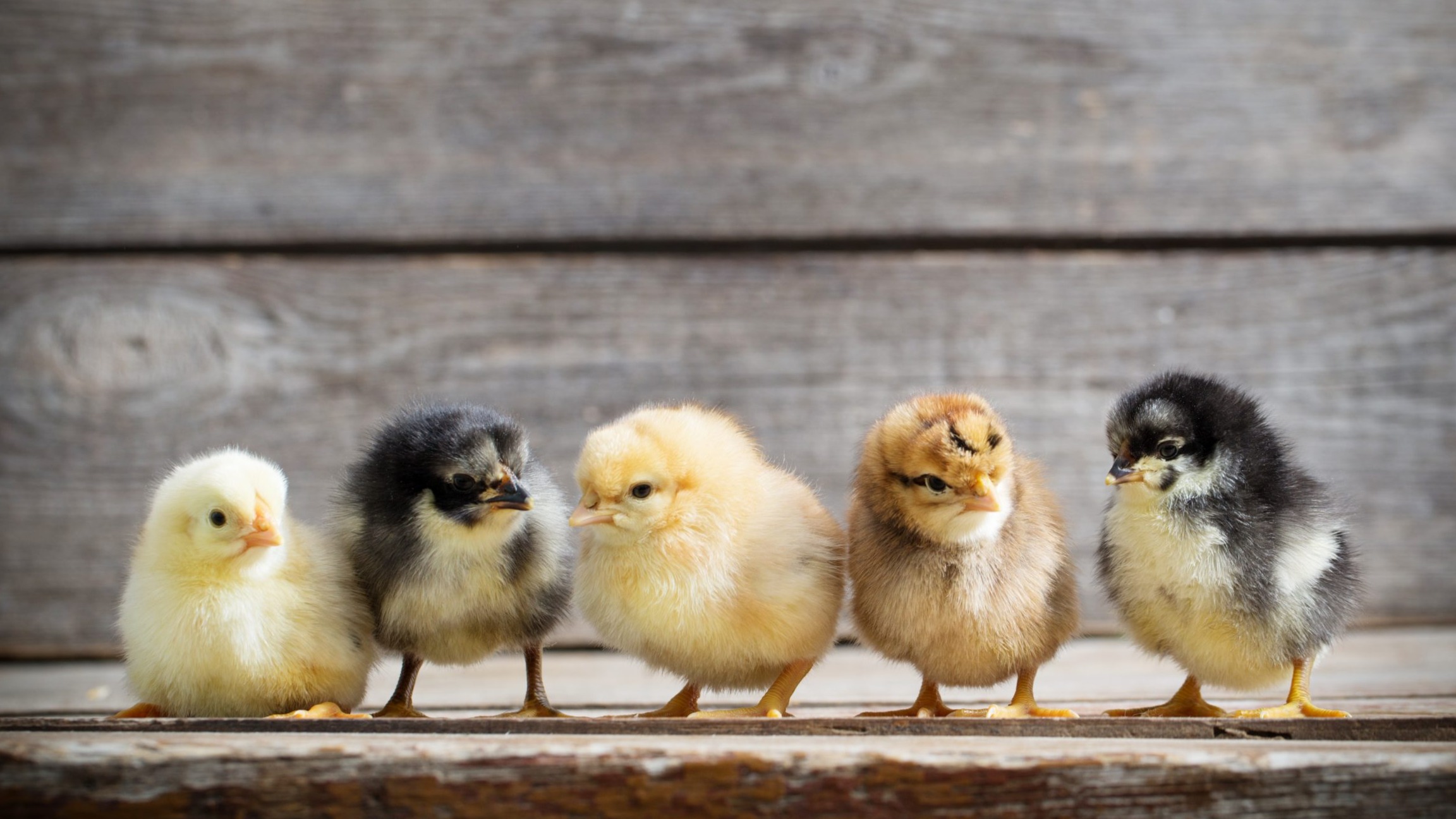 Thumbnail image 3 for 1 dz Eggs - Pasture-Raised Free-Range Organic Chicken eggs High Omega-3