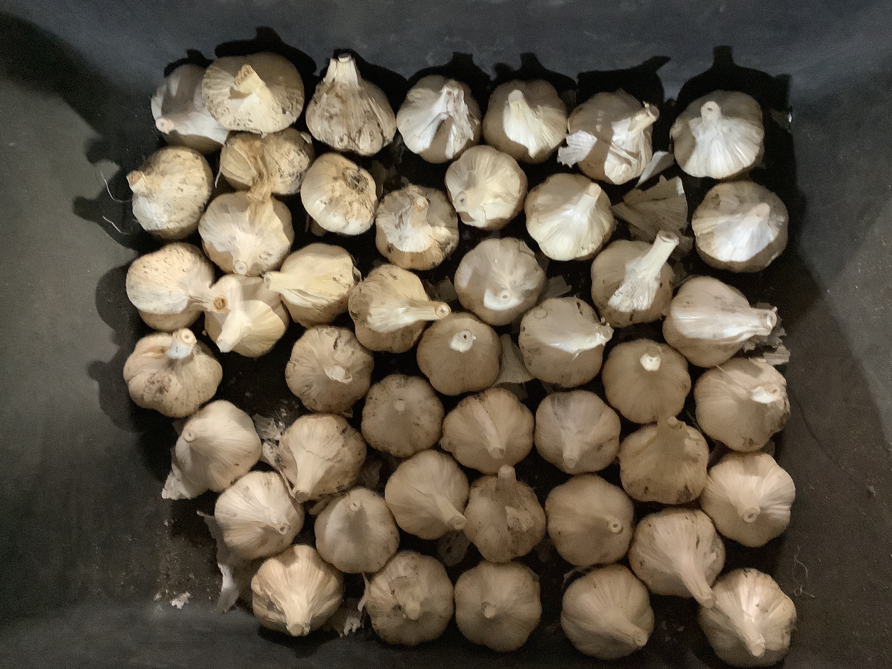 Garlic 