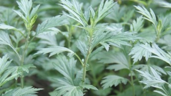 Mugwort - fresh