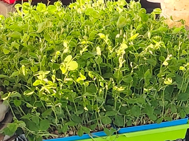 Pea Shoots Microgreens, 5"x5" Live Tray