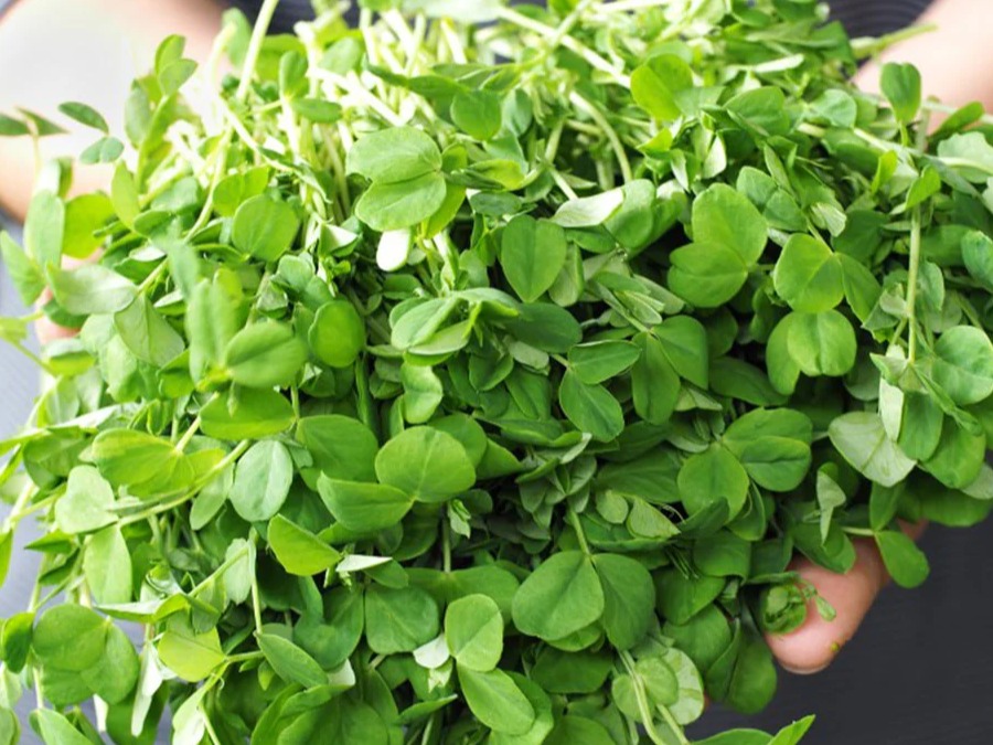 Thumbnail image 2 for Pea Shoot Microgreens 3 Oz