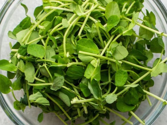 Thumbnail image 3 for Pea Shoot Microgreens 3 Oz