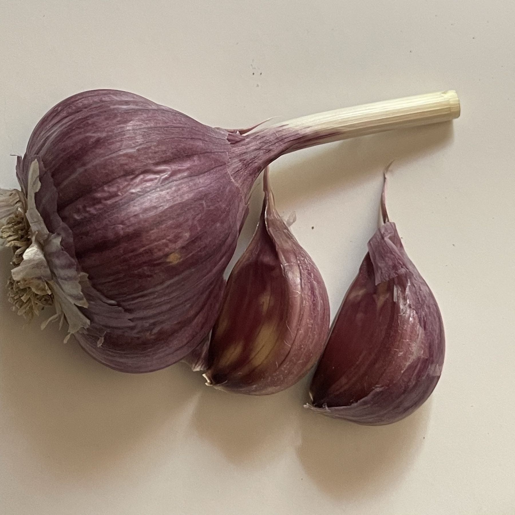 Garlic-Chesnok Red 1/2lb