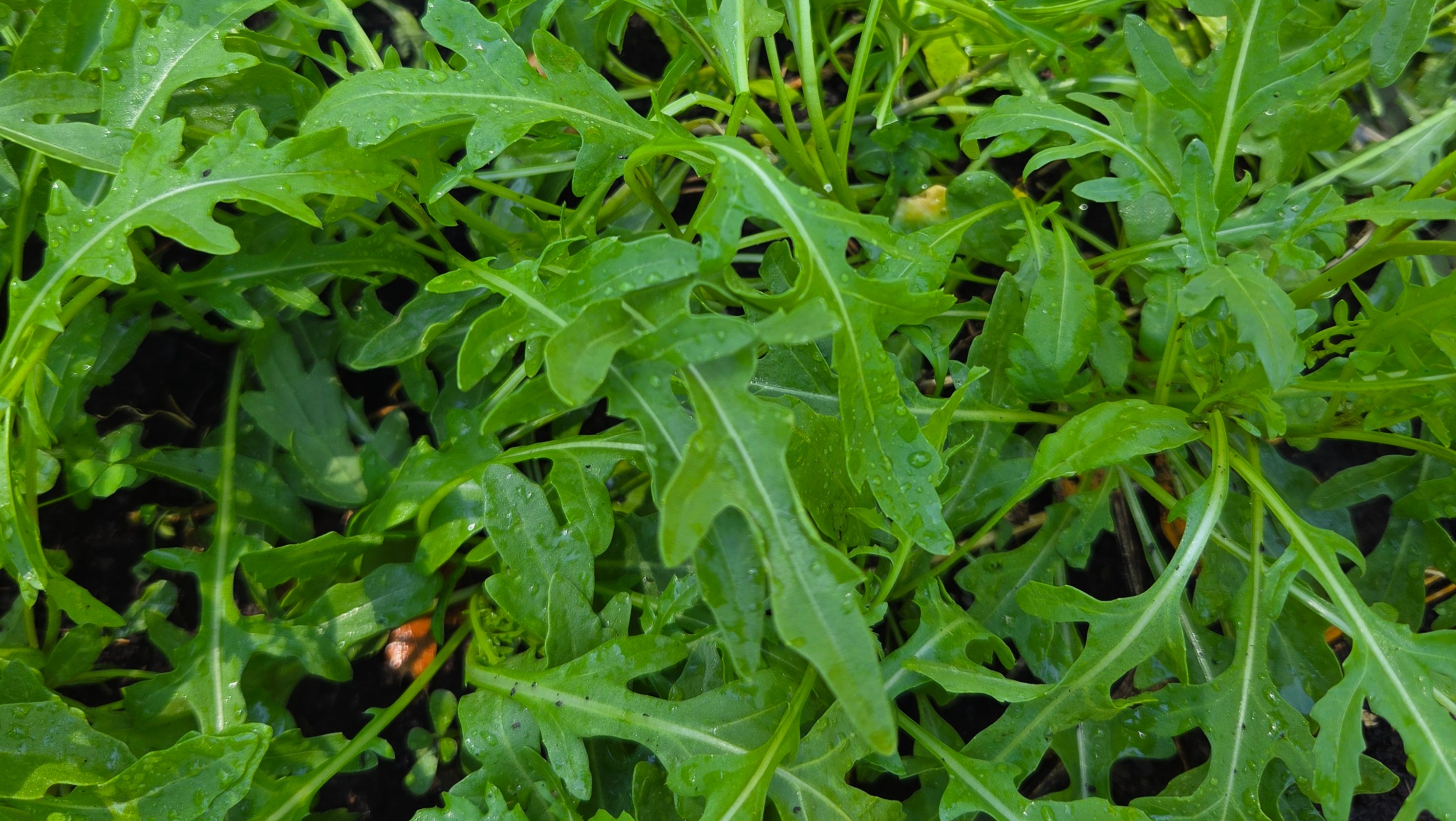 Arugula