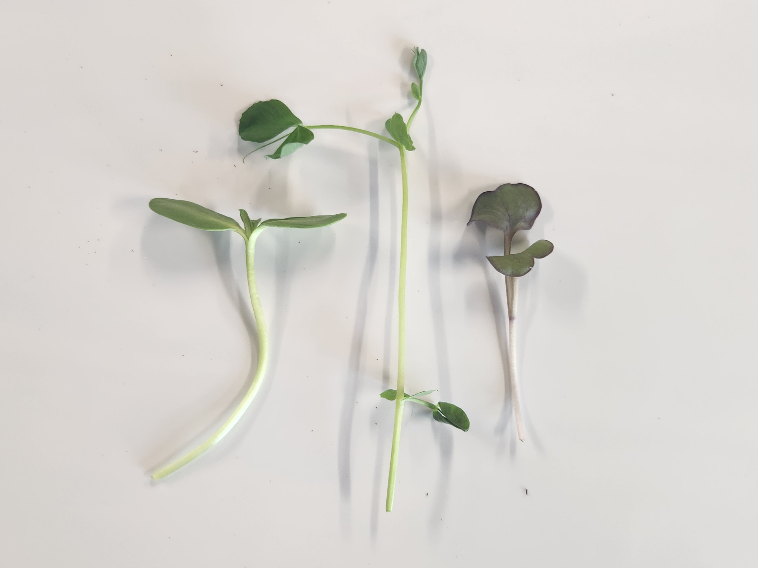Thumbnail image 3 for Microgreens Mix 2 Oz