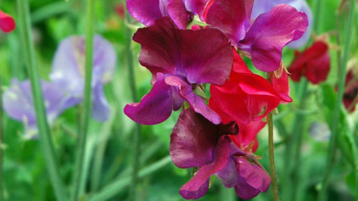 Sweet Pea Mixed Variety (Potted)