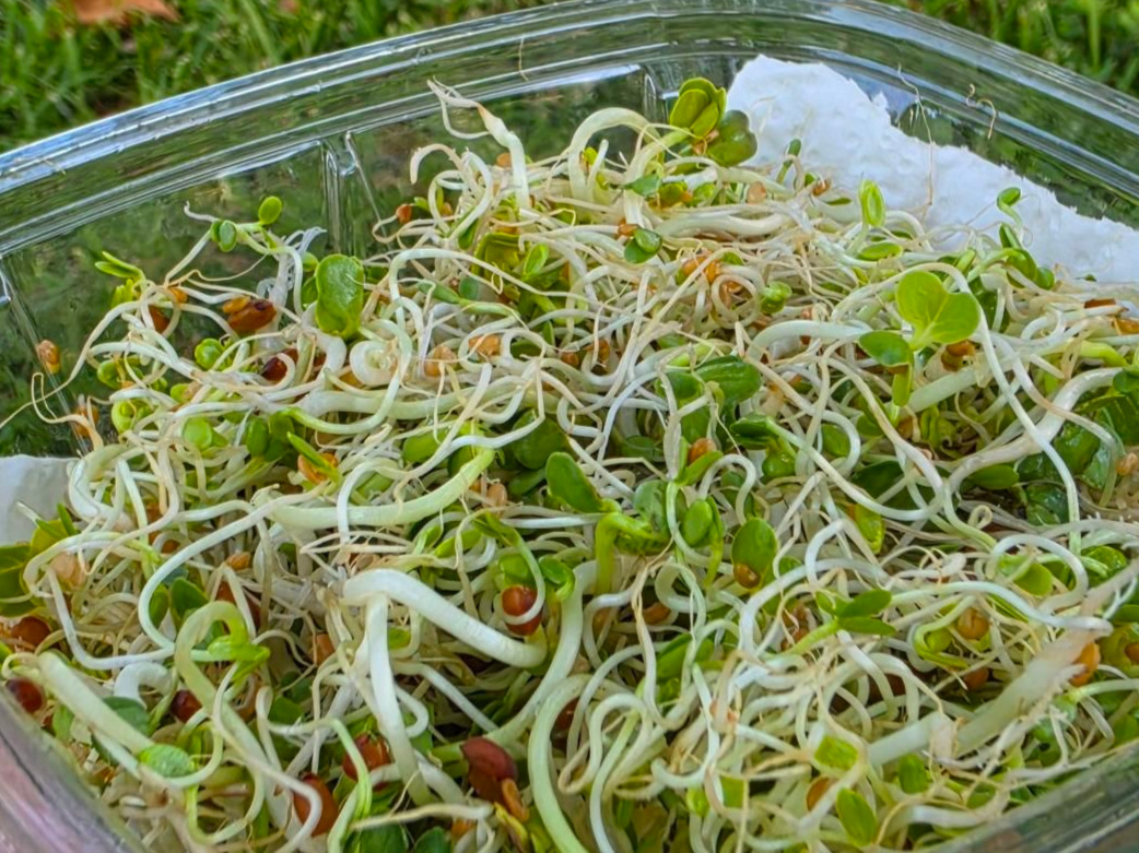 Salad Sprouts