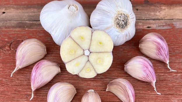 Garlic