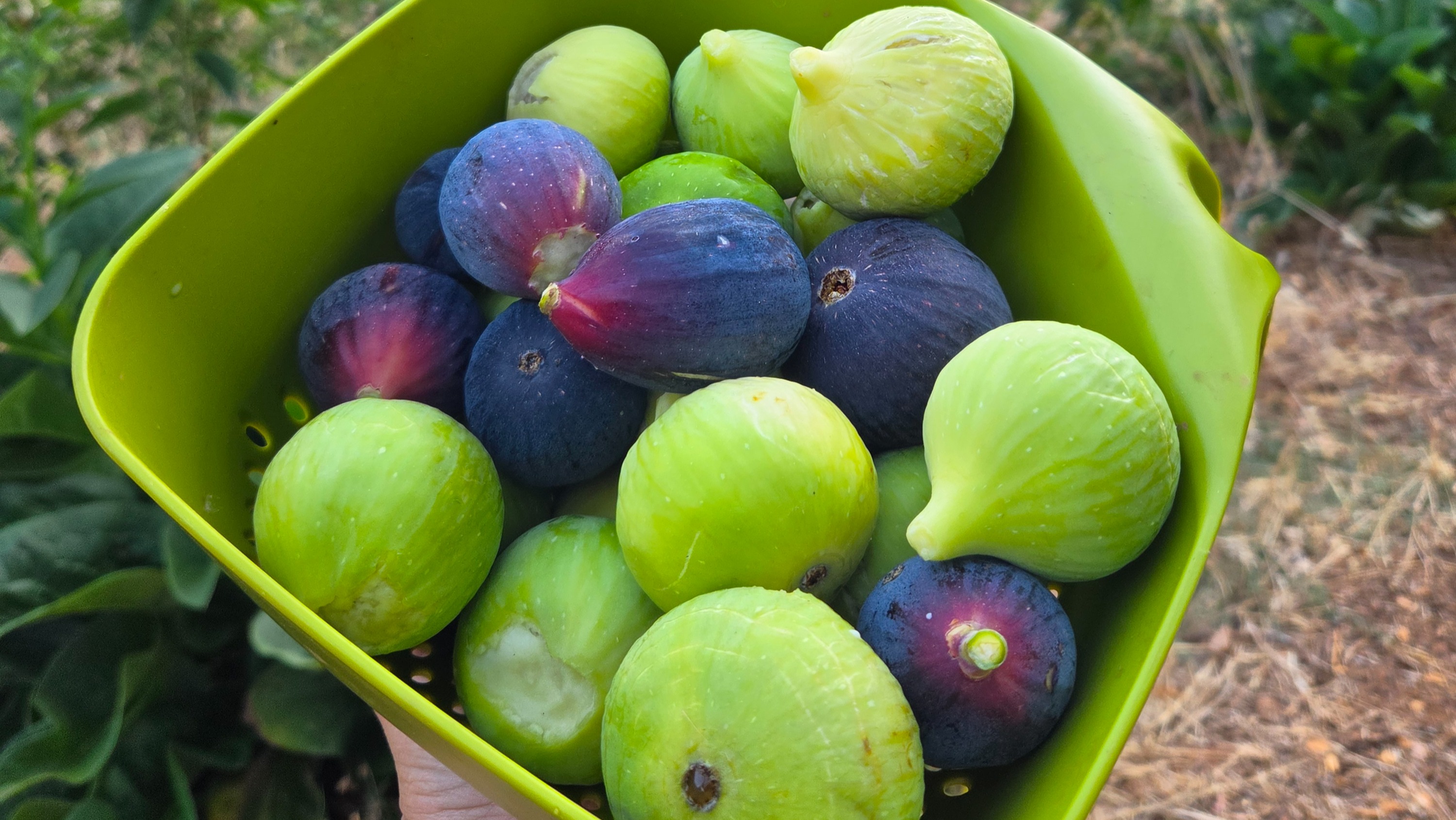 Figs