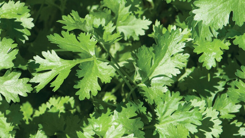 START - Cilantro
