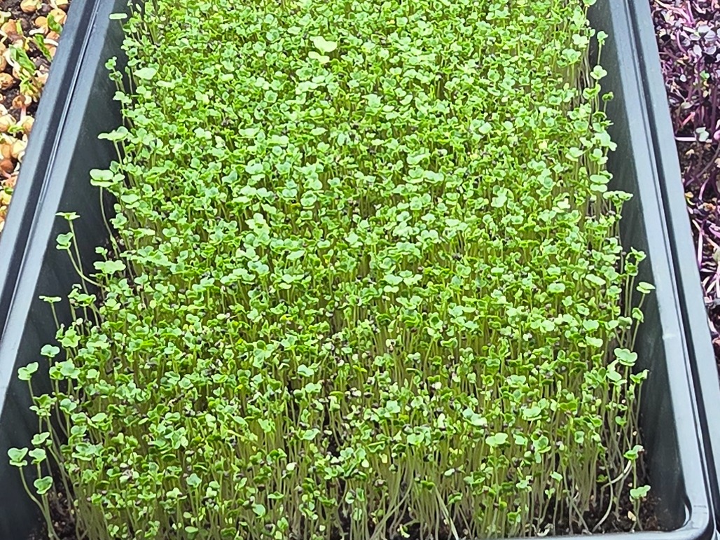 Broccoli Microgreens 1.5 oz