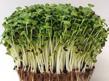 Thumbnail image 1 for Japanese Mustard Spinach - komatsuna (Tender Leafy Microgreen) 2oz