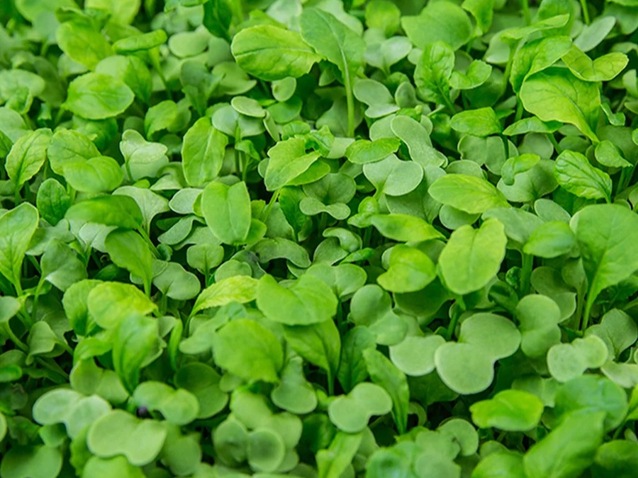 Thumbnail image 2 for Japanese Mustard Spinach - komatsuna (Tender Leafy Microgreen) 2oz