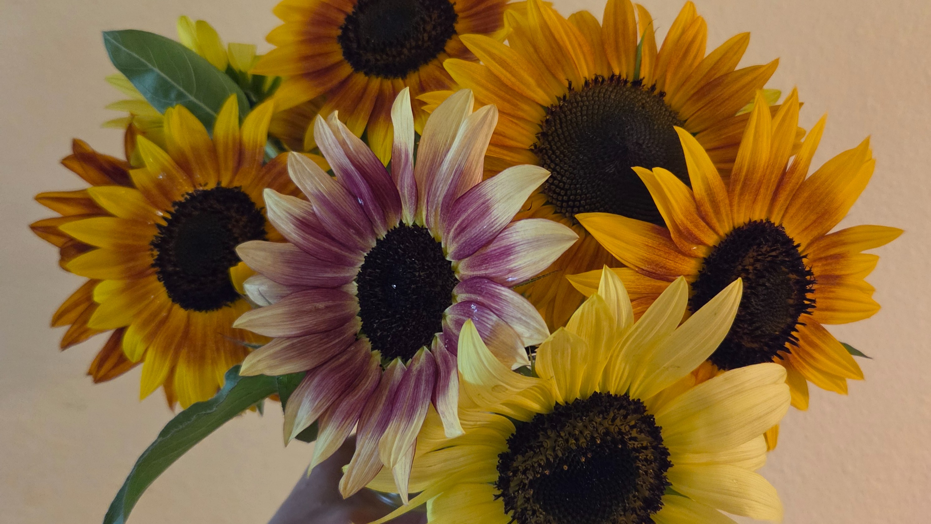 Sunflowers